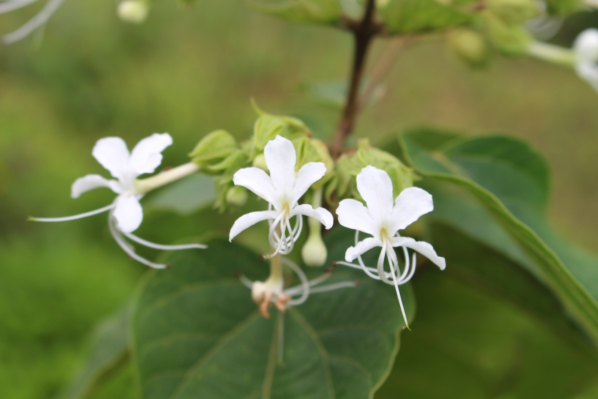 Clerodendrum